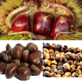 Kestane